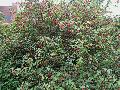 Traffic Island Flowering Maple